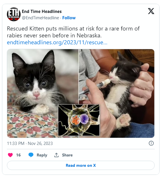 美国夫妇收养虚弱小猫 没想到..全城进入紧急状态