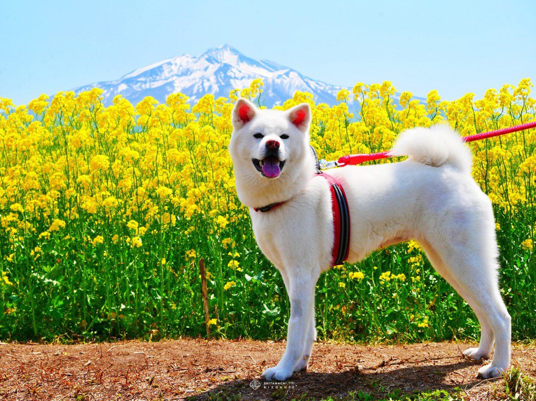 日本秋田犬的前世今生：血统认证的历史与残酷