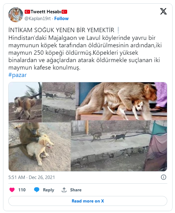猴子发狠复仇！250只狗被甩到悬崖惨死当地人吓坏