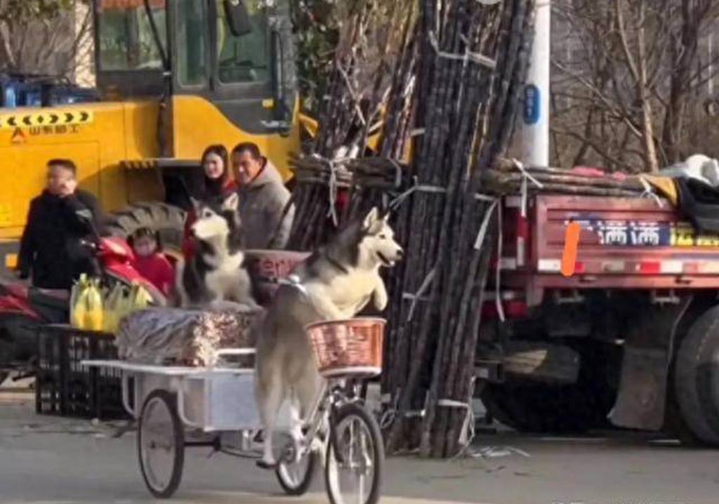 哈士奇骑走整车卖切糕3轮车 狗主人傻眼赔8000元