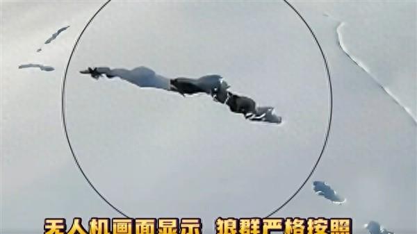 新疆狼群积雪下挖出一条路 网友:这才是团队精神